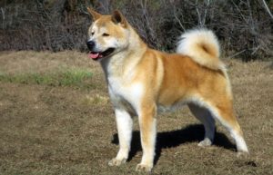 akita - most expensive dog breeds to buy