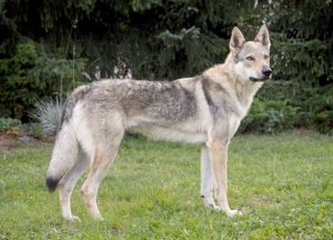 Czechoslovakian Vlcak - Most expensive dogs in the world