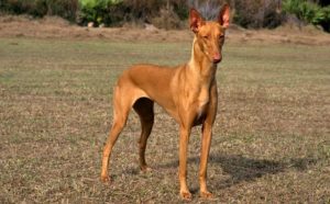 Egyptian Pharaoh Hound - Most expensive dogs in the world 