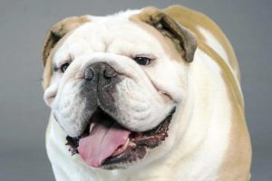 english bulldog - most expensive dog breeds