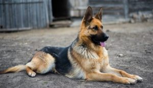 german shepherd - most expensive dog breeds to buy