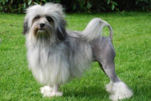lowchens - most expensive dog breeds to buy