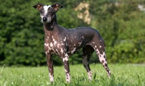peruvian inca orchid - most expensive dog breeds