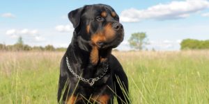 rottweiler - most expensive dog breeds to buy