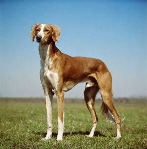 Saluki - Czechoslovakian Vlcak - Most expensive dogs in the world