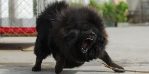 tibetan mastiff - most expensive dog breeds to buy