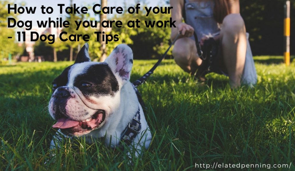How to Take Care of your Dog while you are at work – 11 Dog Care Tips